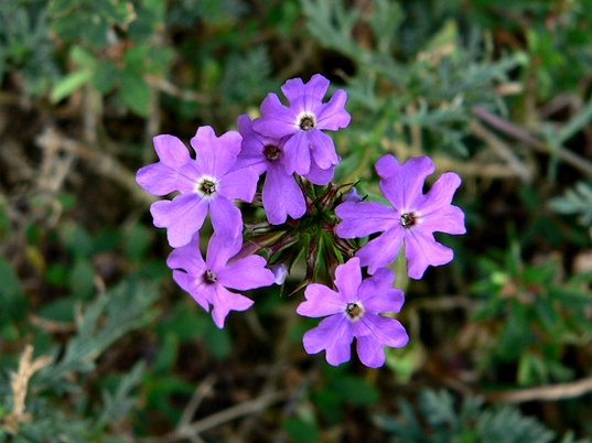 {Glandularia pulchella}